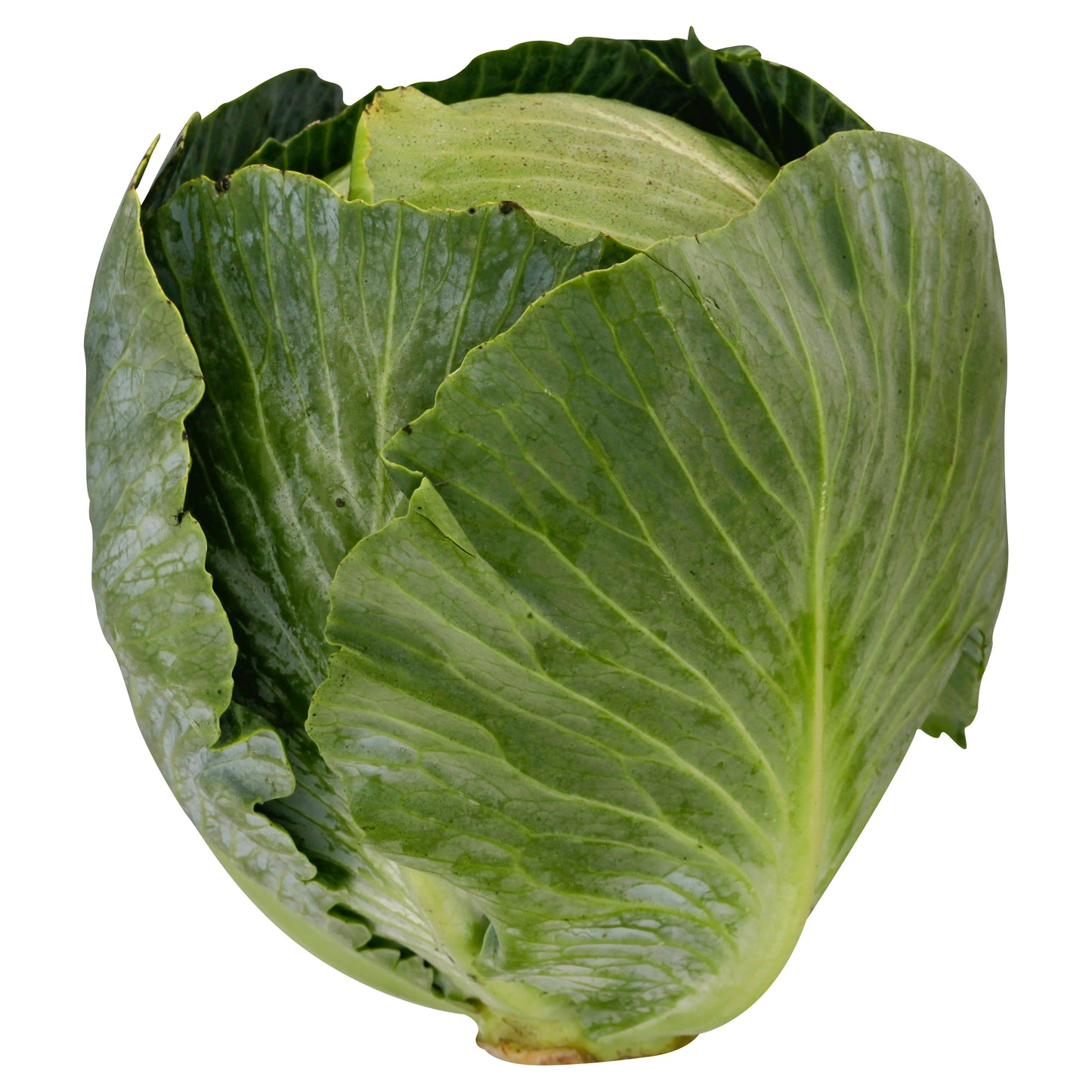 Organic Green Cabbage