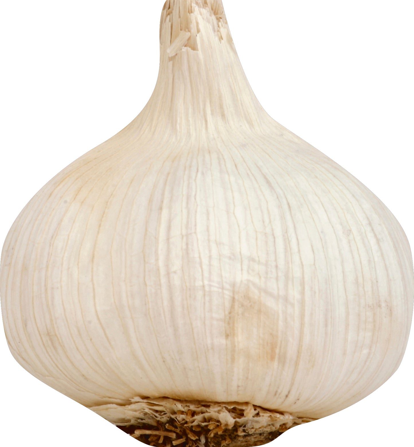 Organic Garlic