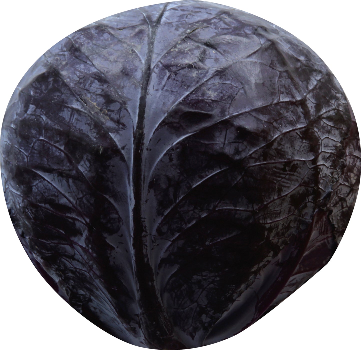 Red Cabbage - Shredded
