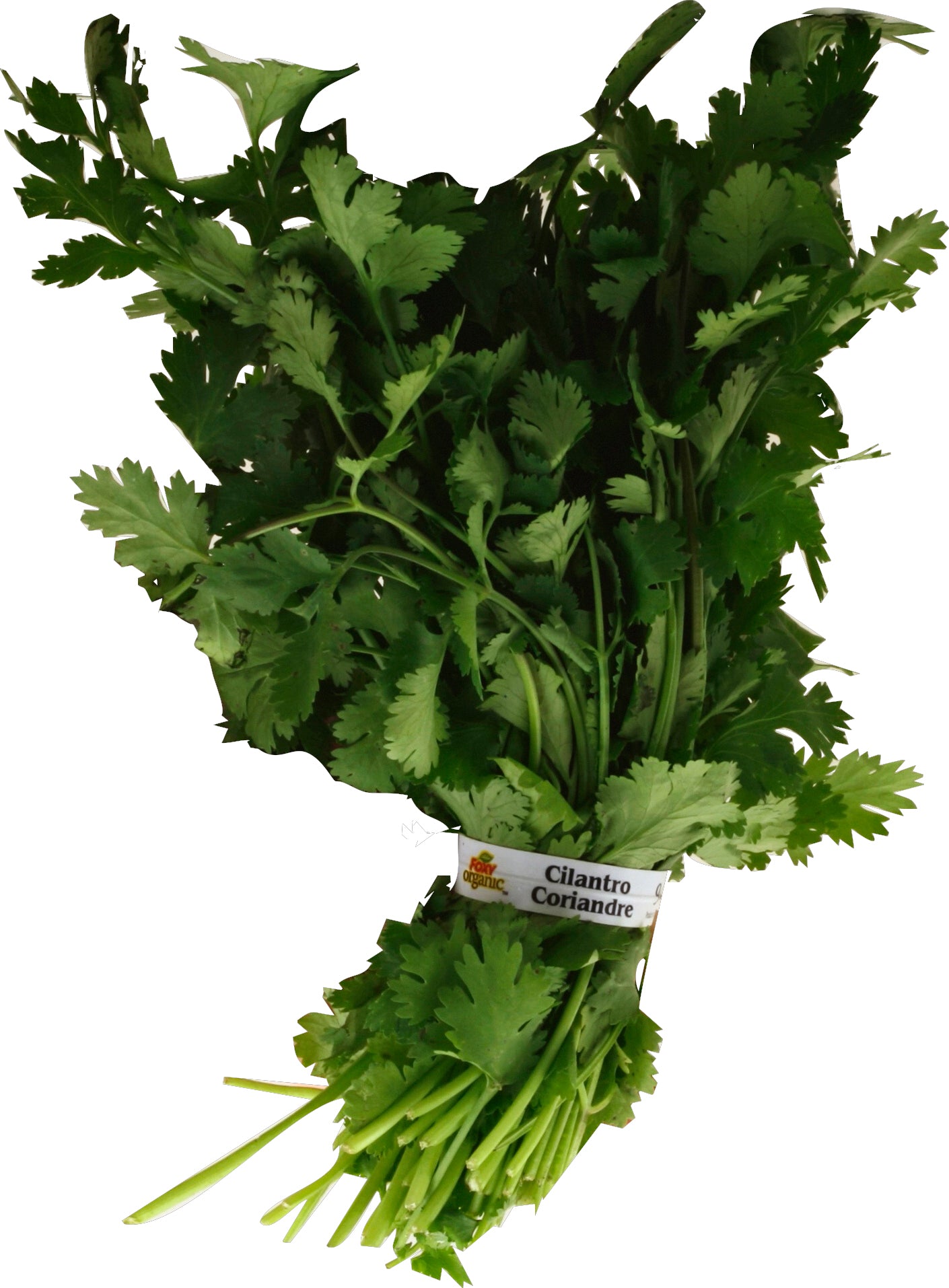 Organic Cilantro (Chinese Parsley/Coriander)