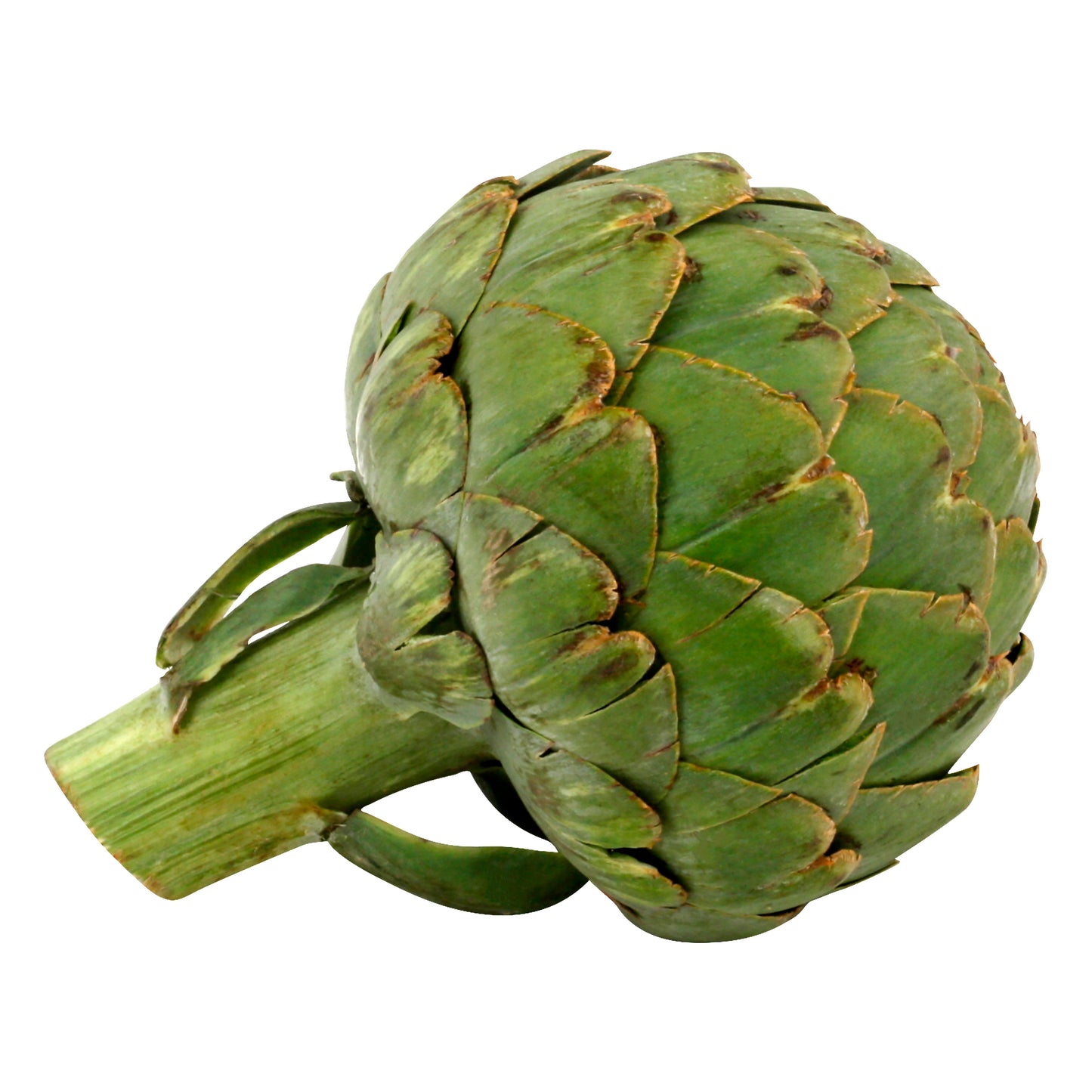 Medium Artichoke