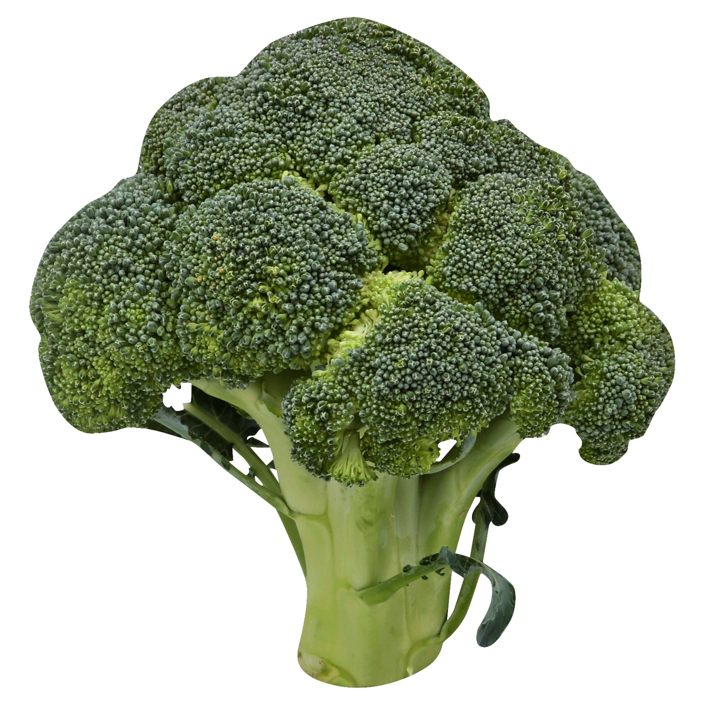 Broccoli Florettes