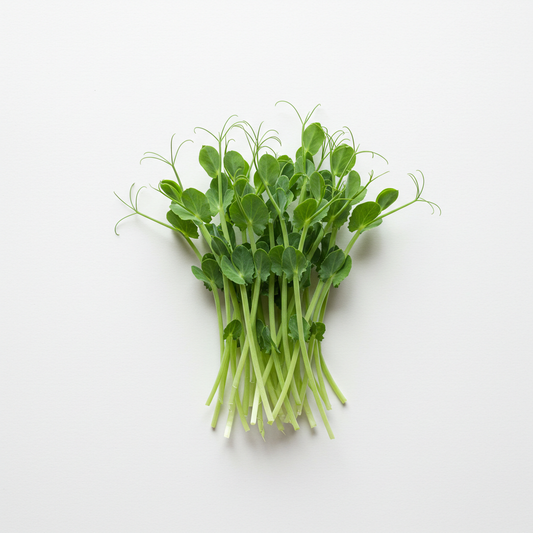 Organic Pea Shoot