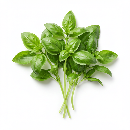 Organic Basil