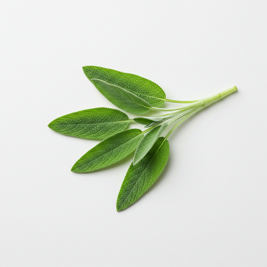 Organic Fresh Sage