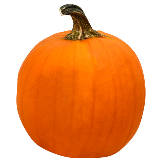 Sugar Pie Pumkin