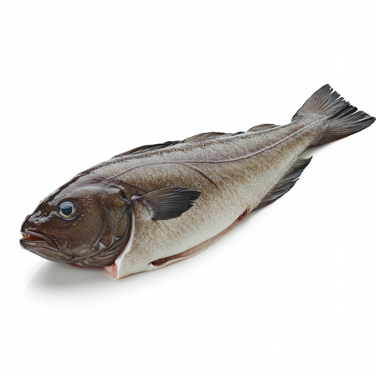 Black Cod