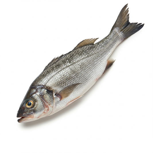 Corvina Bass