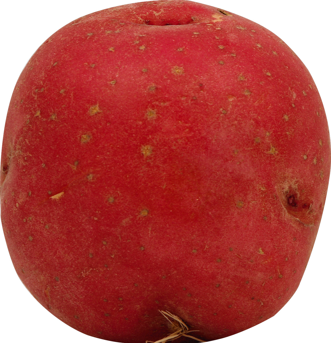 Red Large Potato
