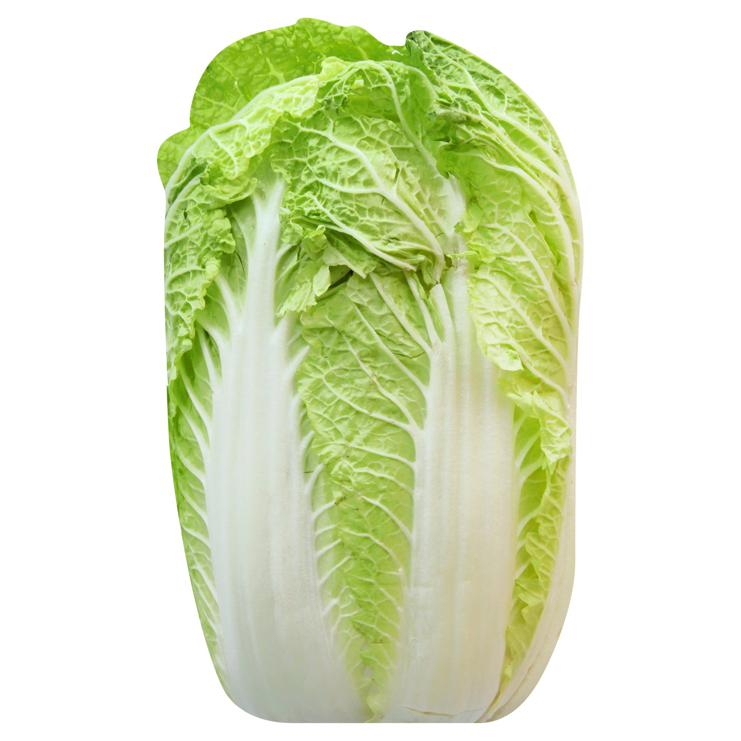 Napa Cabbage